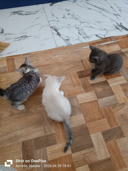 Отдам даром котят