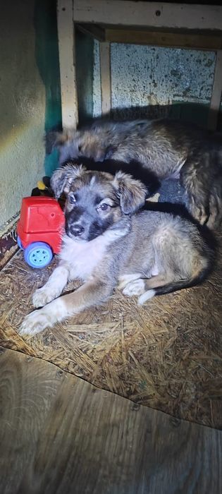 Отдам щенков . .