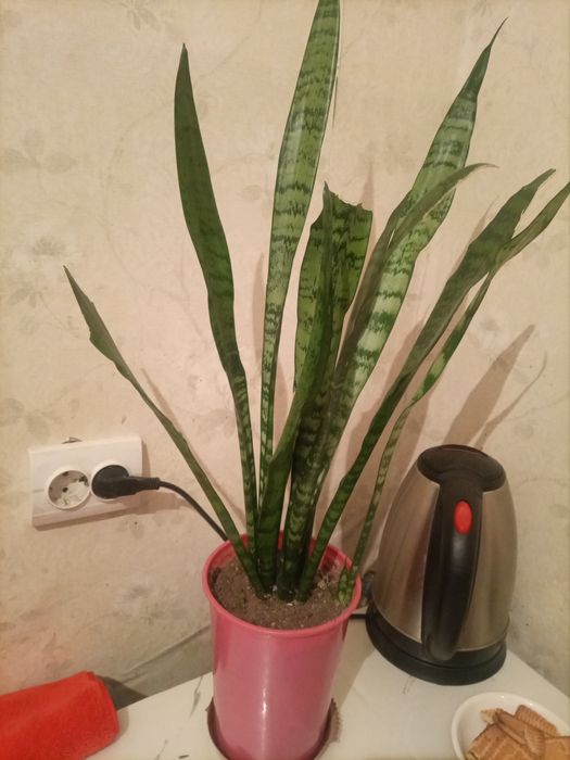 Сенсаверия 2500 тенге