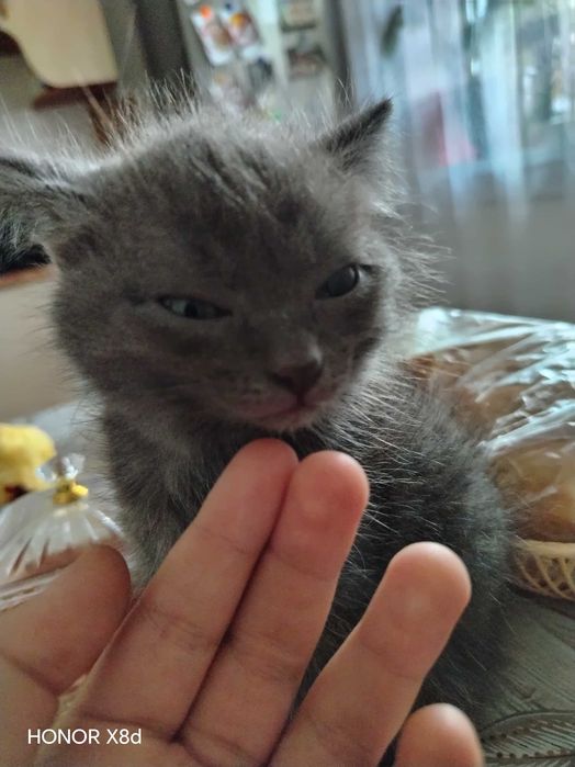 Котенок в добрые руки