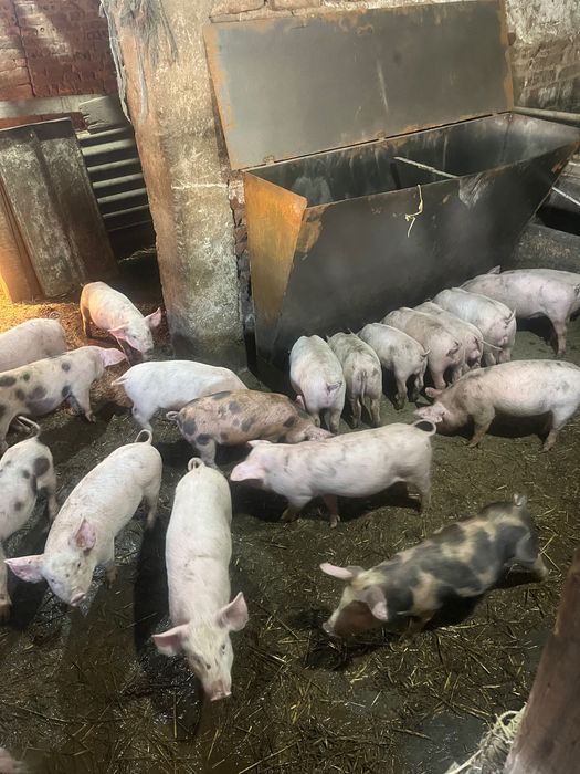 Продавам малки прасенца прасета