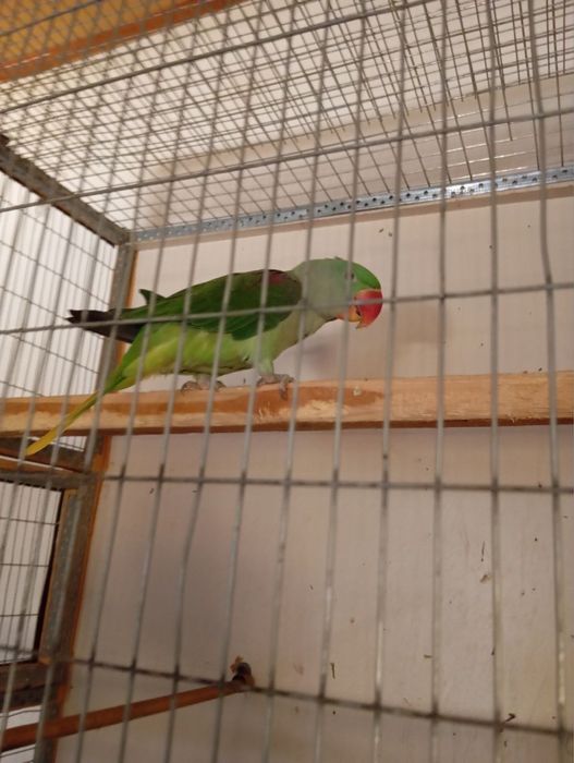 Aleksandr maladoy sotiladi