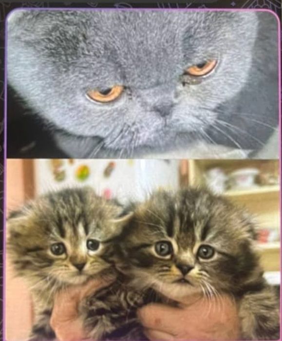 Породистые кошки