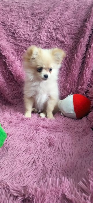 Щенок помчи мальчик