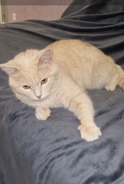 Персик ищет мампап. Доставлю!