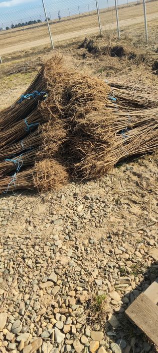 Puieți desalcâm cu creșterea dublă