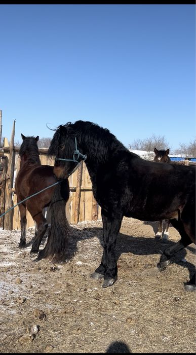 Продаю/Сатылады срочно 2айгыр