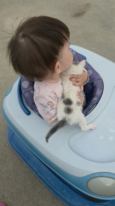 Котята 5 штук кушают сами