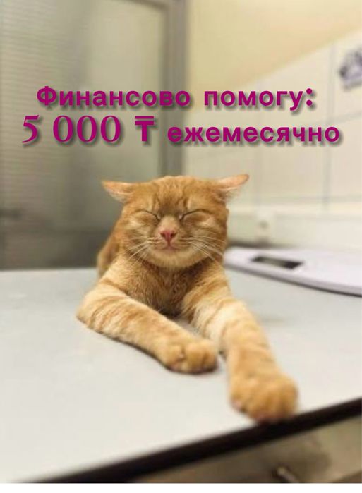 Отдам кота бесплатно