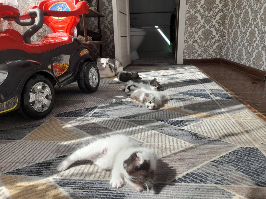 Котята бесплатно