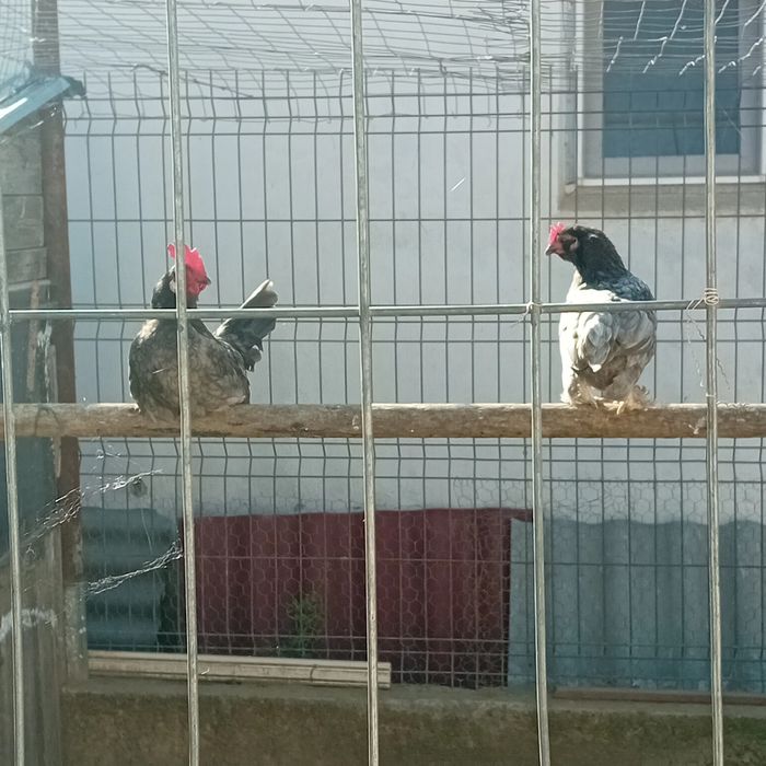 Gainusi pitici și cocosi