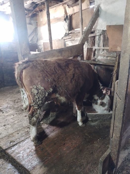 11 айлық подсос 2 бас сатылады