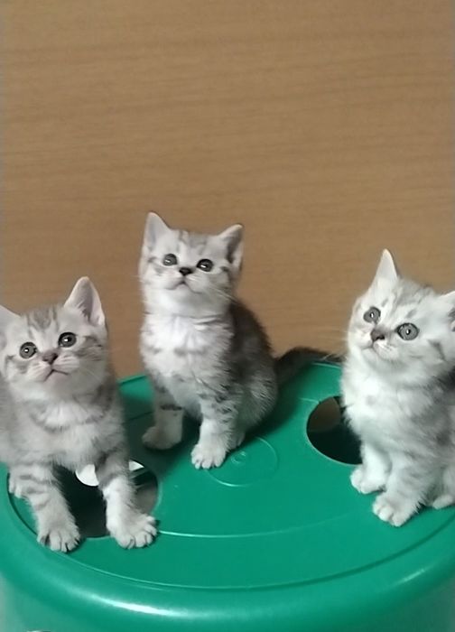 Шотландскае Скоттиш страйт