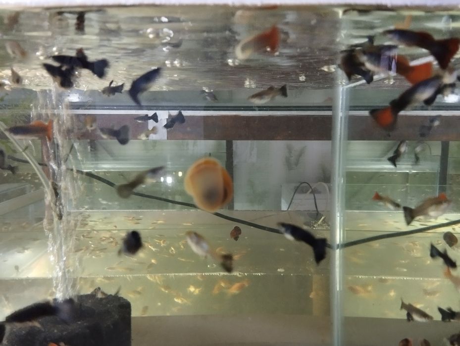 Гуппи разновидность аквариумных рыб.