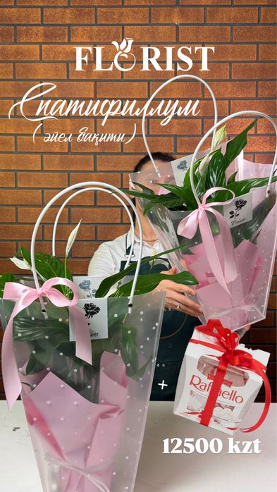 Комнатные цветы кульсары