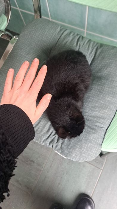 Motanel spre adoptie