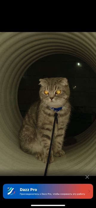 Шотлансдкая кошка