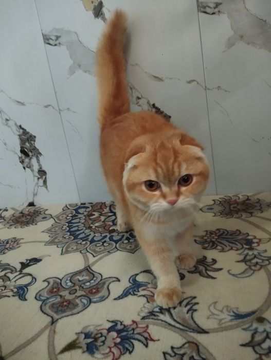 Scotish fold zotli mushuk sotiladi tozza zotli xojatga oʻrgangan