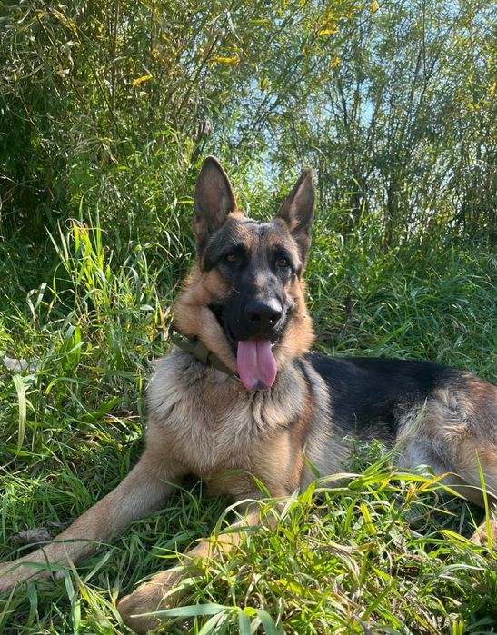 Щенок девочка от немецкой овчарки