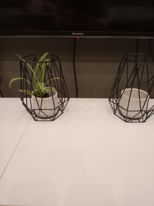 Зелени живи  растения в кашпи