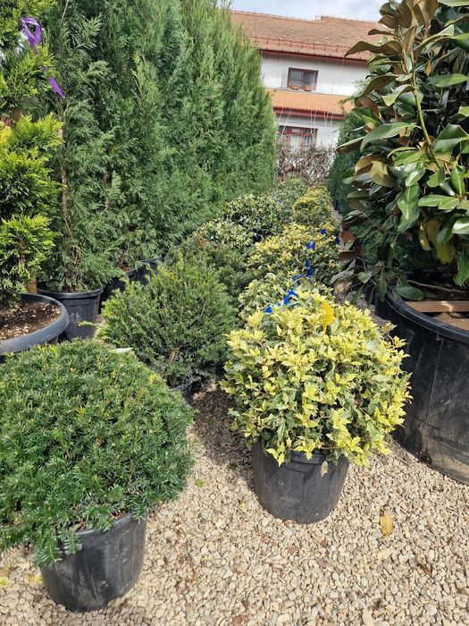 Plante ornamentale