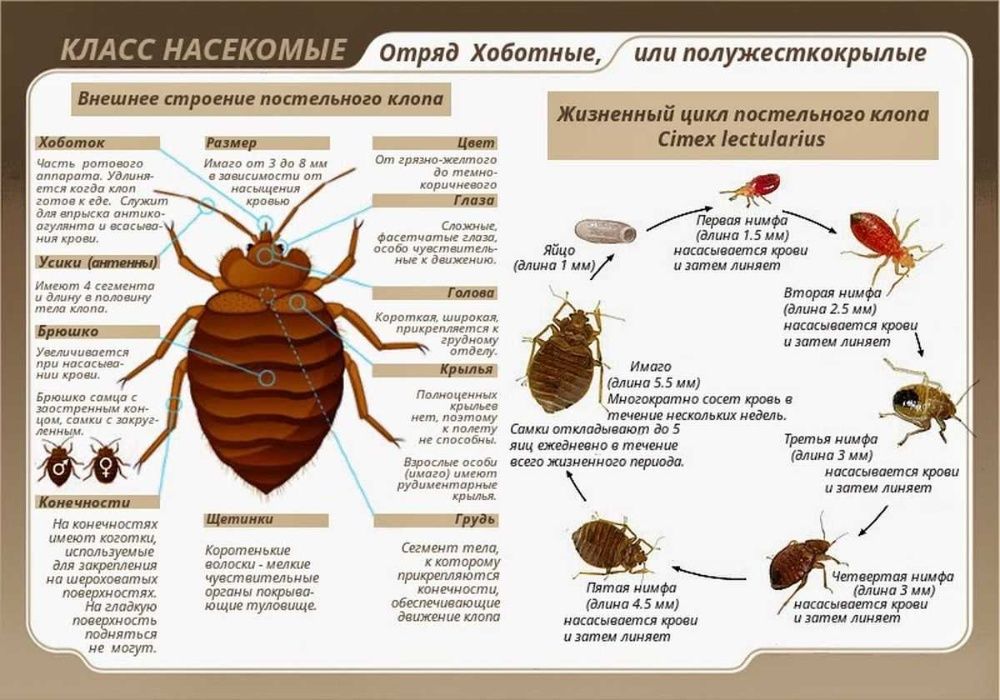 Какие клопы бывают виды фото Какие клопы бывают виды фото