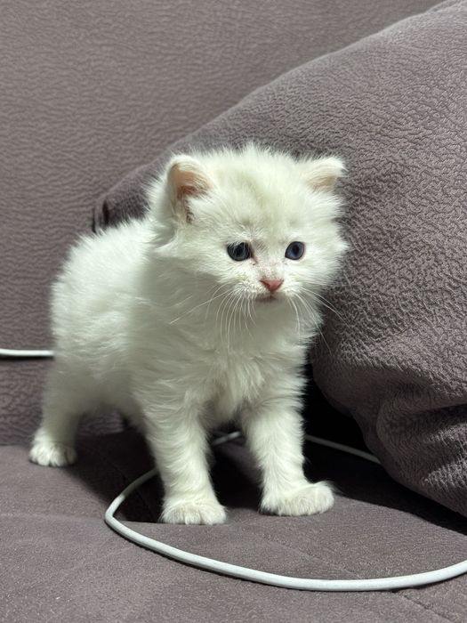 Крысыловка  котенок