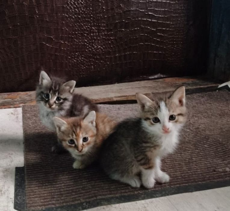 Котята в добрые руки
