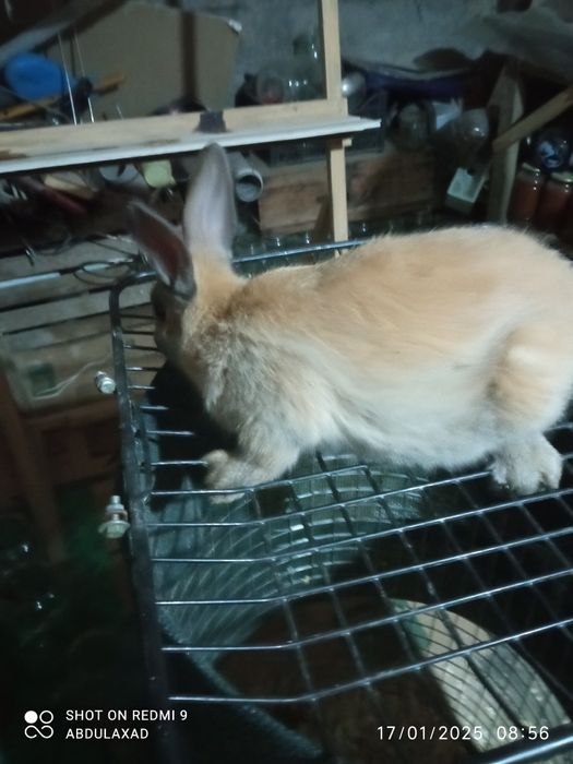 Quyon sotiladi.karlik olmaxon