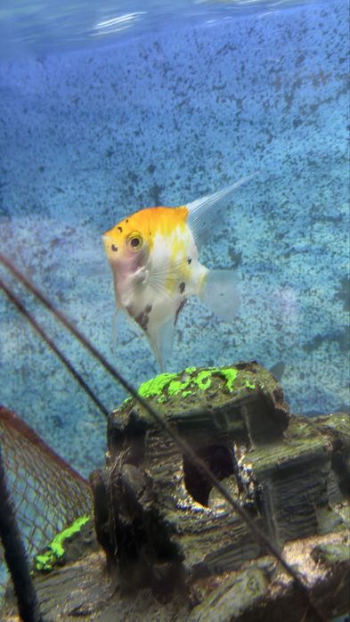 Отдам бесплатно