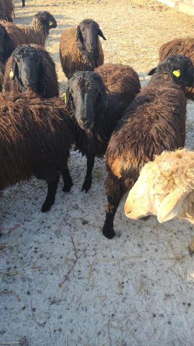 Продам токты матки