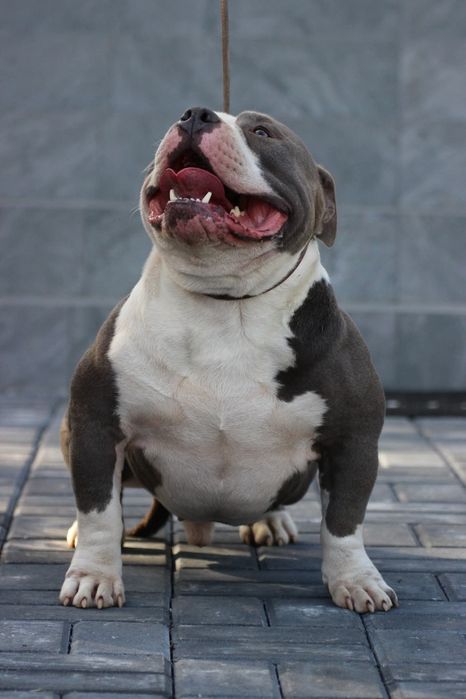 Mascul American Bully POCKET, BIGDOGS Romania