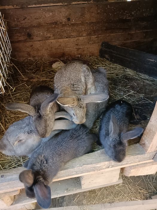 Iepuri uriaș german