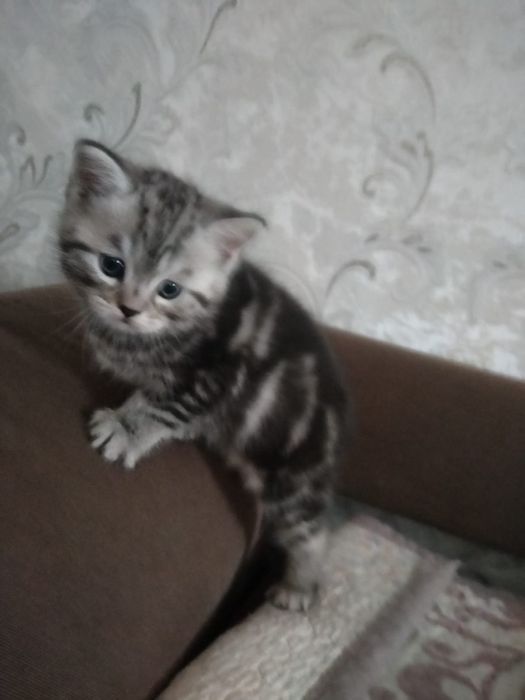 Вязка британский кот