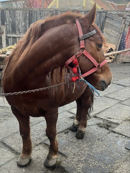 De vanzare cal castrat