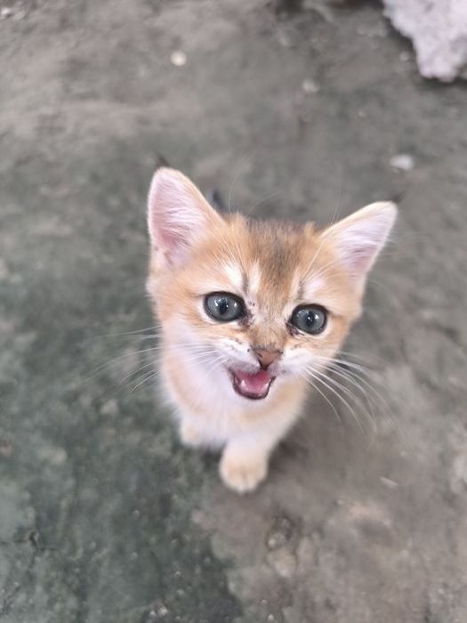 Bir videoda guruh jinsiy aloqa