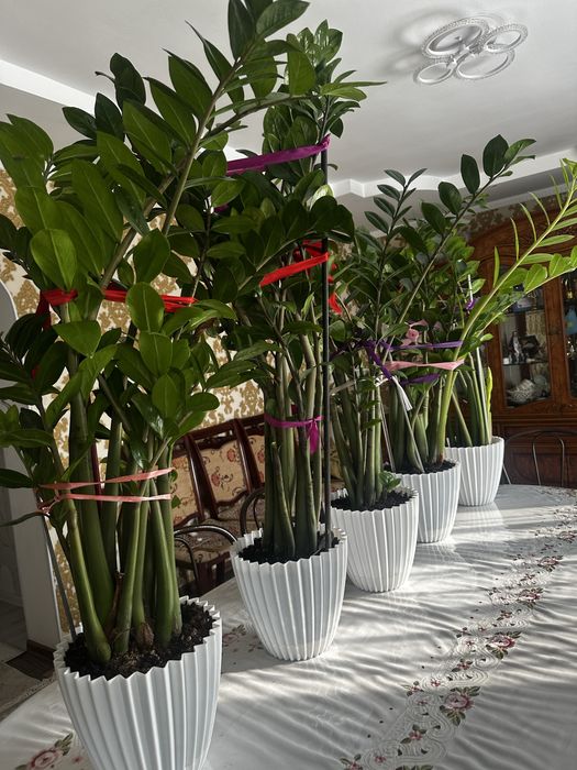 Доллоровае дерево замик