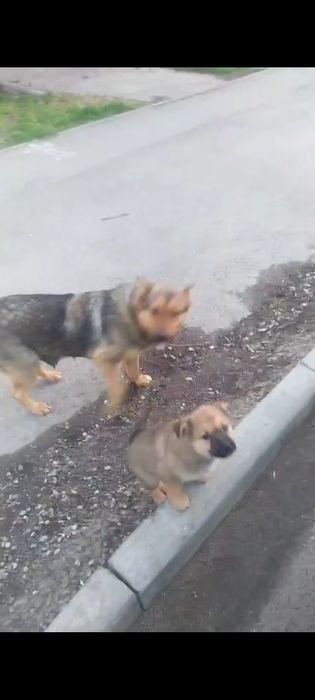 Собачки  бесплатно  Тараз