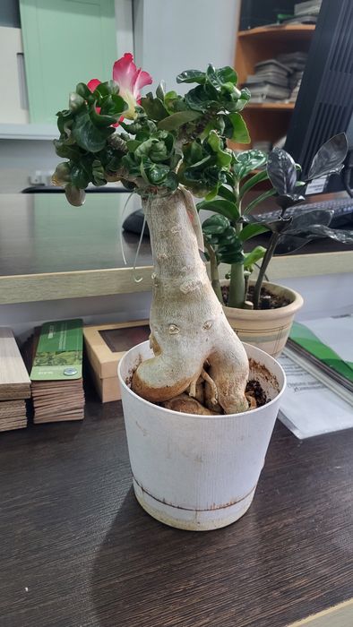 Адениум мини привитый