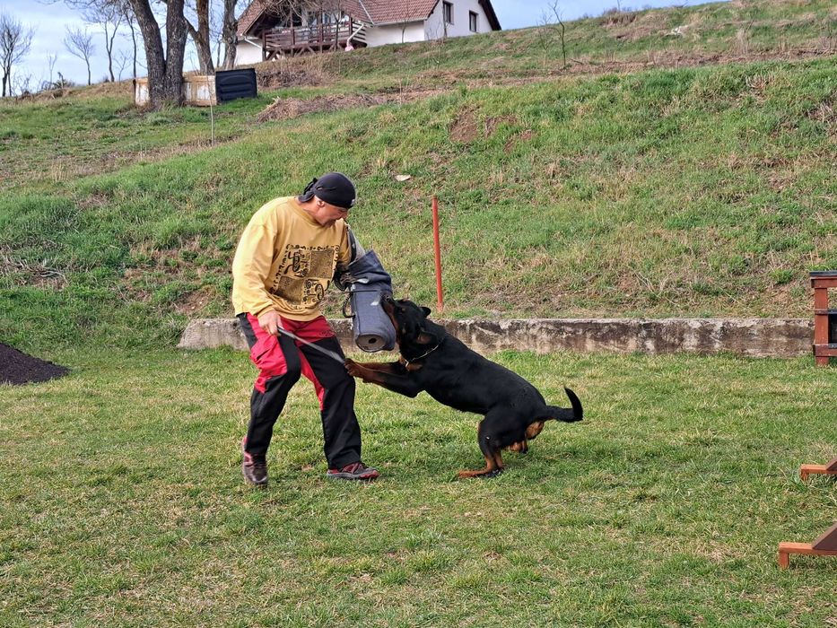 Rottweiler dresat la nivel înalt pentru pază și protecție