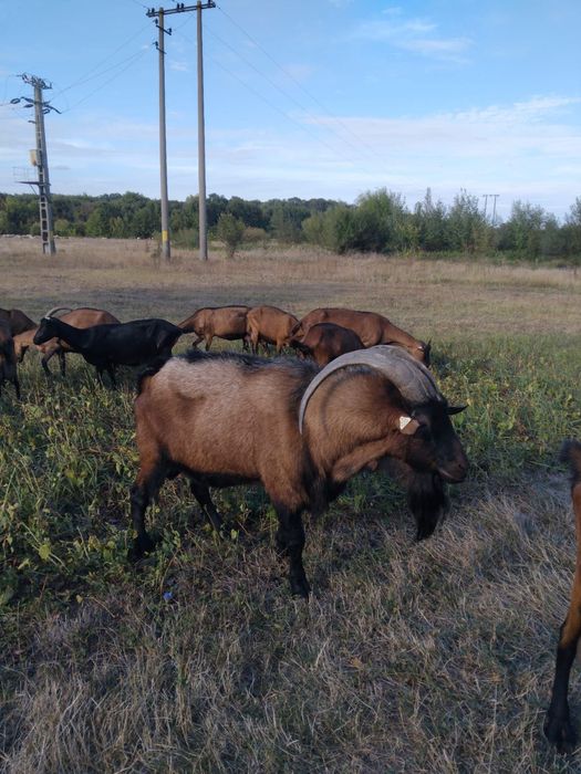 Vând țap alpin francez cu certificat