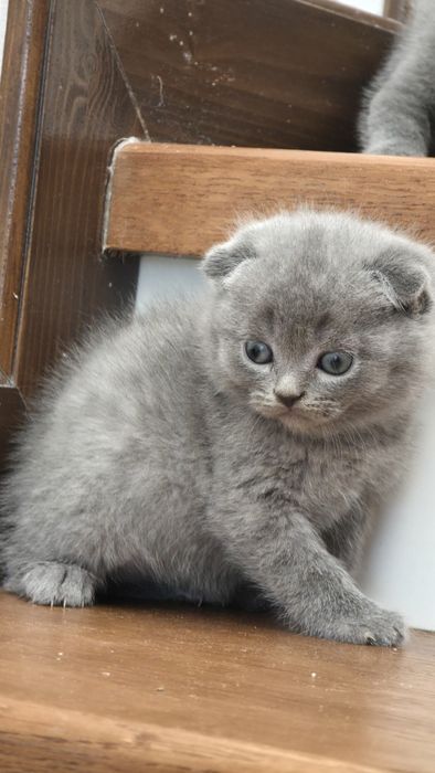 Scottish fold blue