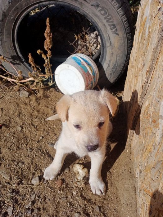 Щенки в добрые руки