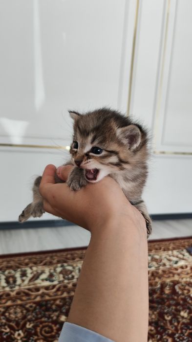 Продаются котята