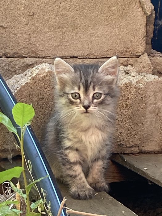 Котята 3 месяца