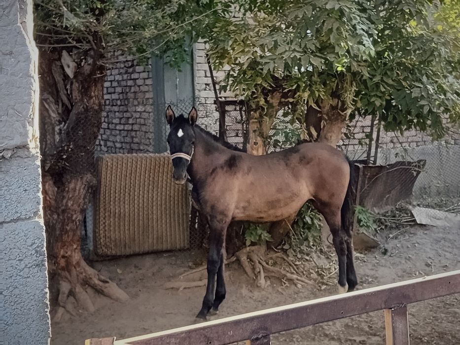 Продам кабылу с жеребнкам