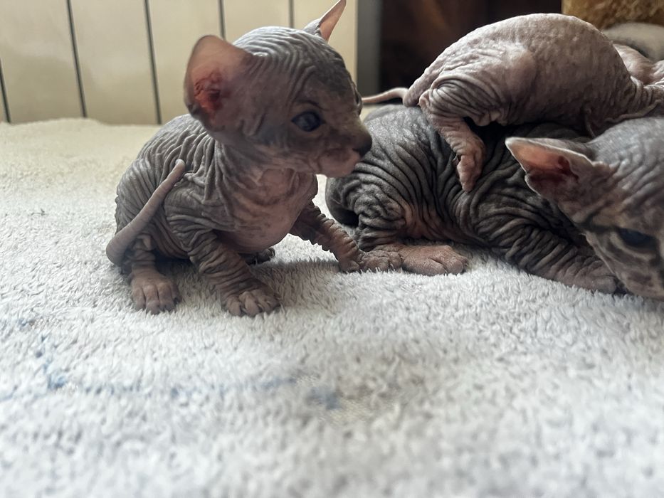 Продам котят породы сфинкс