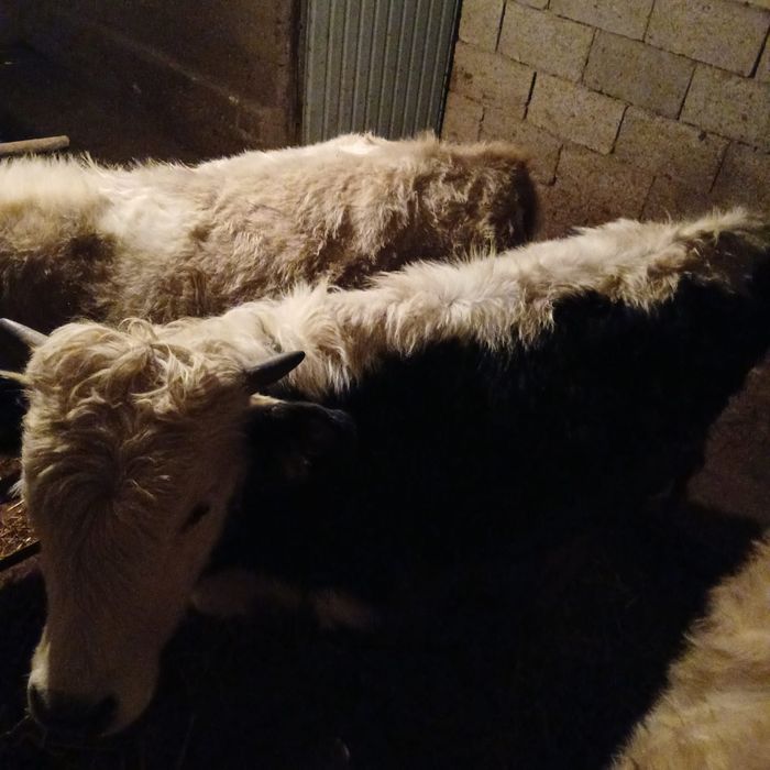 Продам бычков...