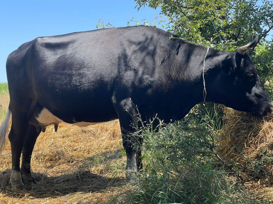 Vaca disponibila
