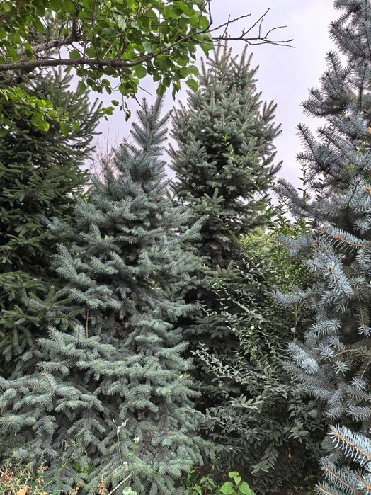 Продаются шикарные елки